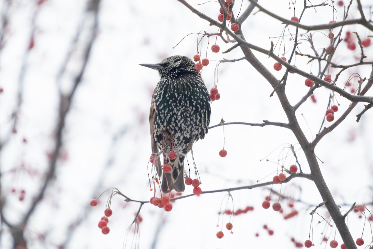 European Starling - ML646938835