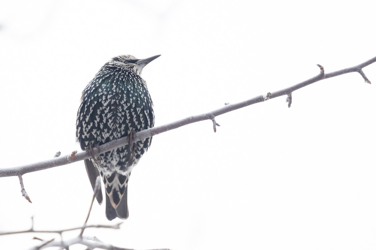 European Starling - ML646938836