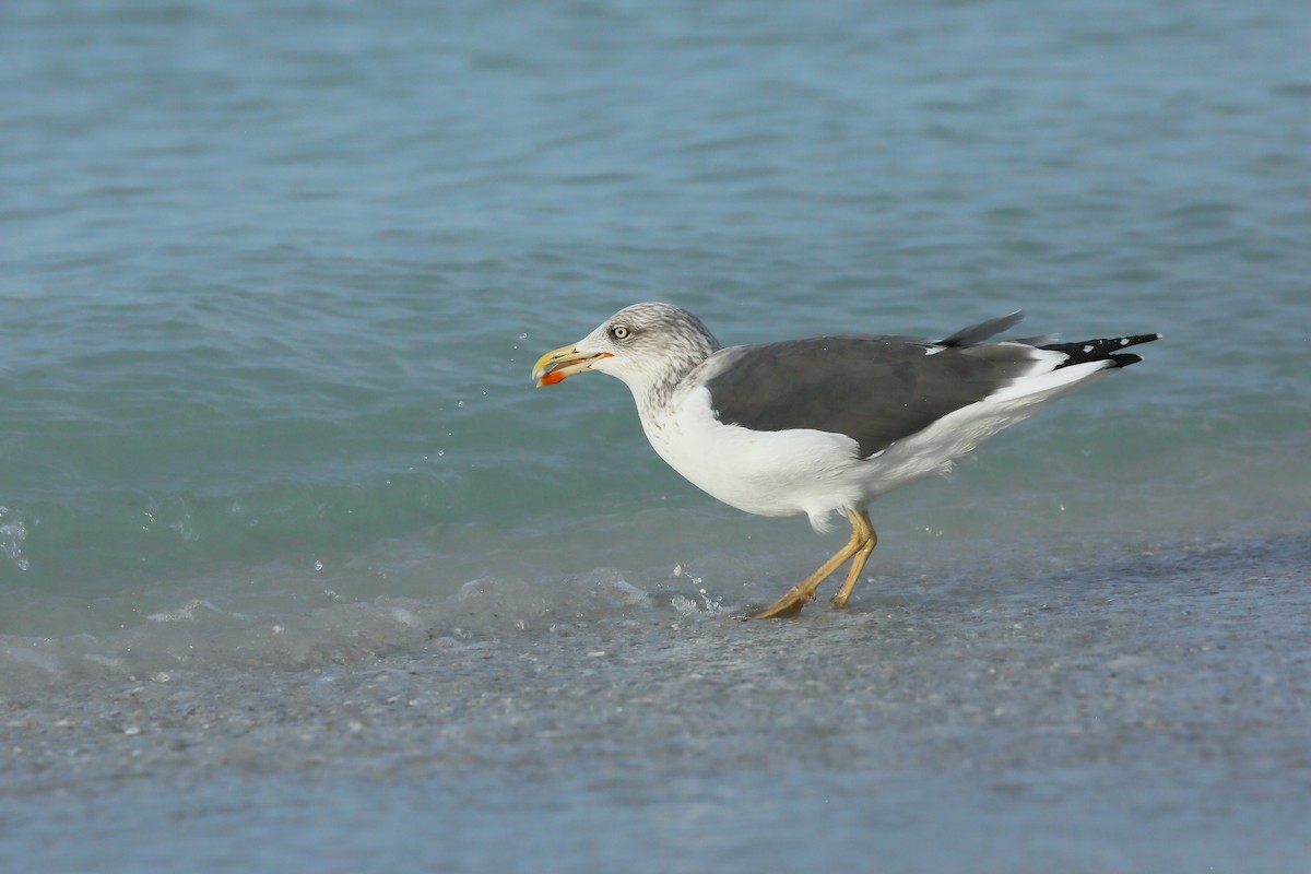 Gaviota Sombría (Occidental) - ML646938838