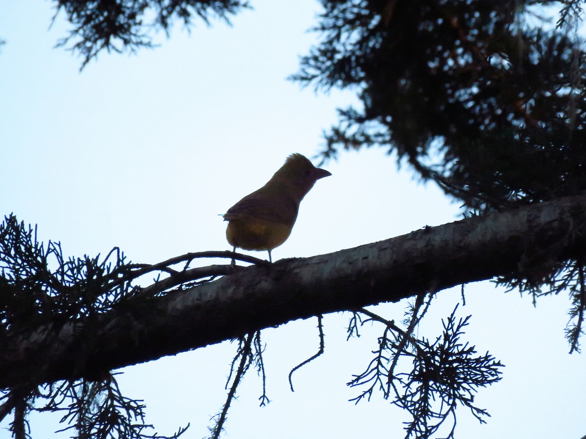 Piranga gorria - ML646938841