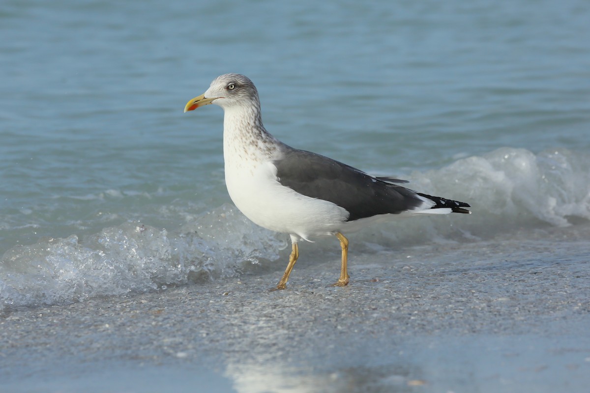 Gaviota Sombría (Occidental) - ML646938846