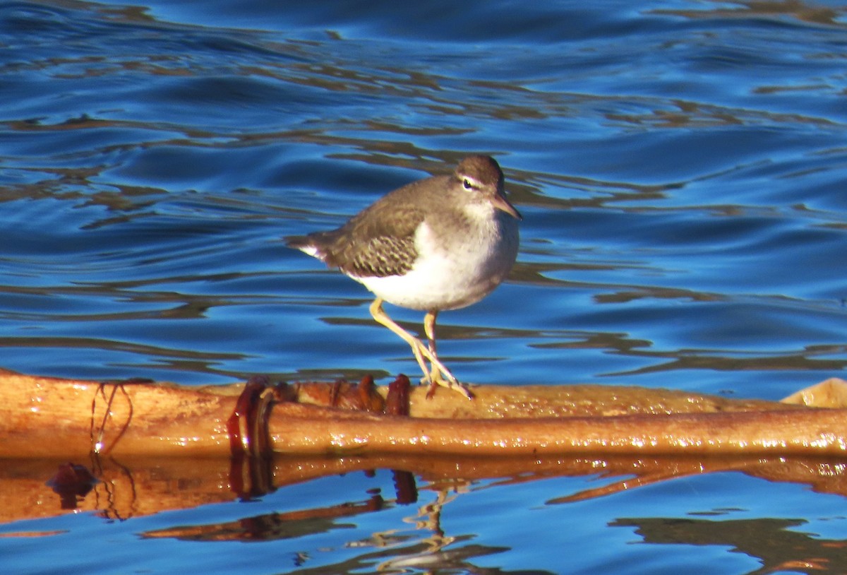 Kuliska orbanduna - ML646938855