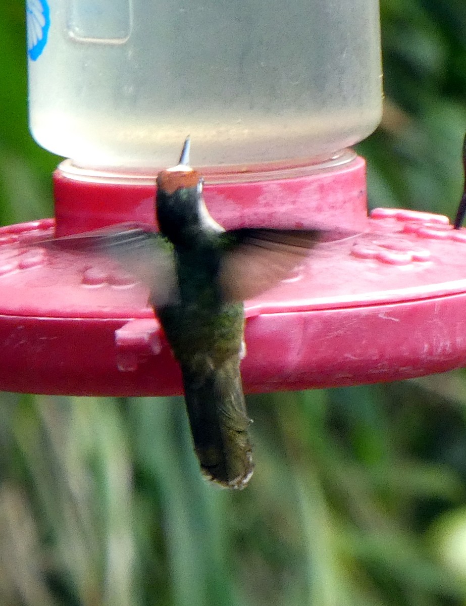 Tolima Blossomcrown - ML646938856