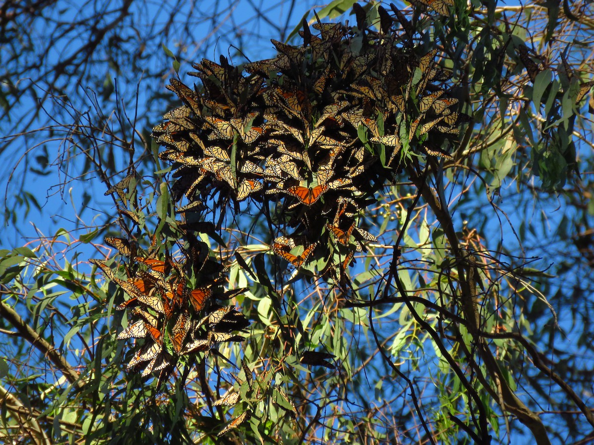 Animals - ML646938858