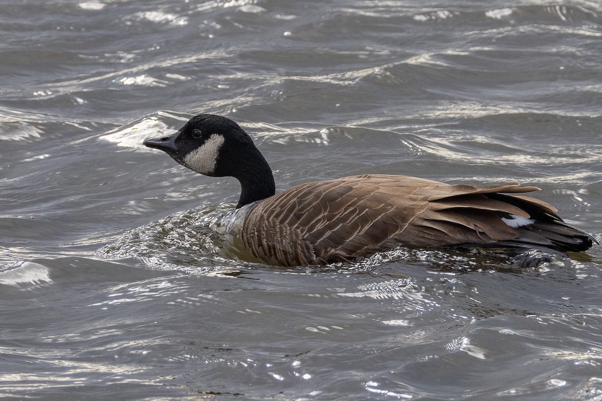 小加拿大雁 - ML646938859