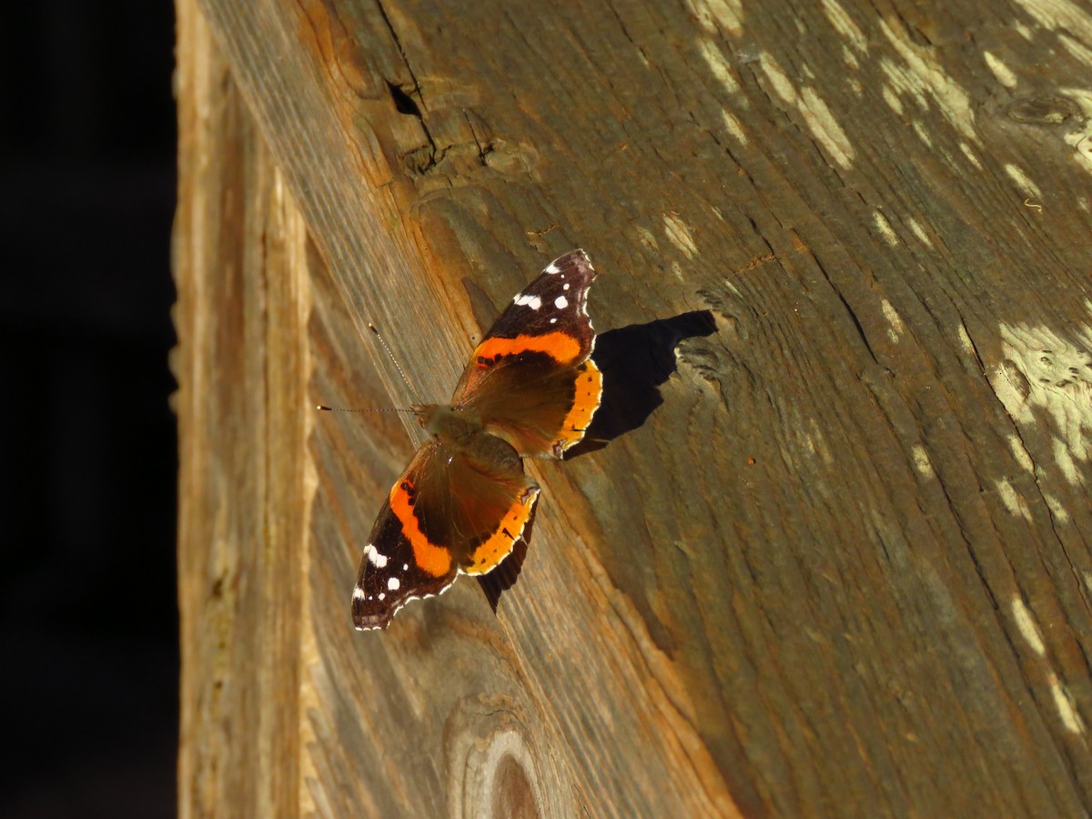 Animals - ML646938863