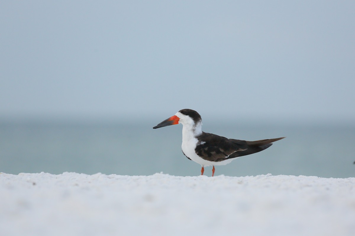 Rayador Americano (niger) - ML646938865