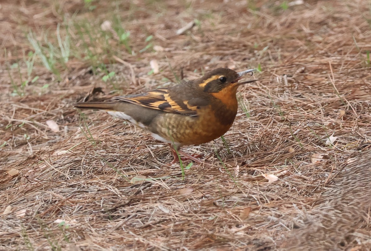 Turuncu Ardıç - ML646938868