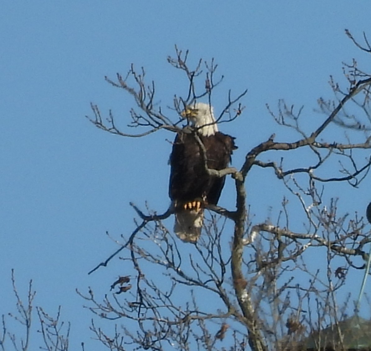 Bald Eagle - ML646938882