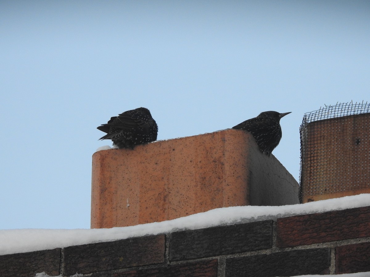 European Starling - ML646938886