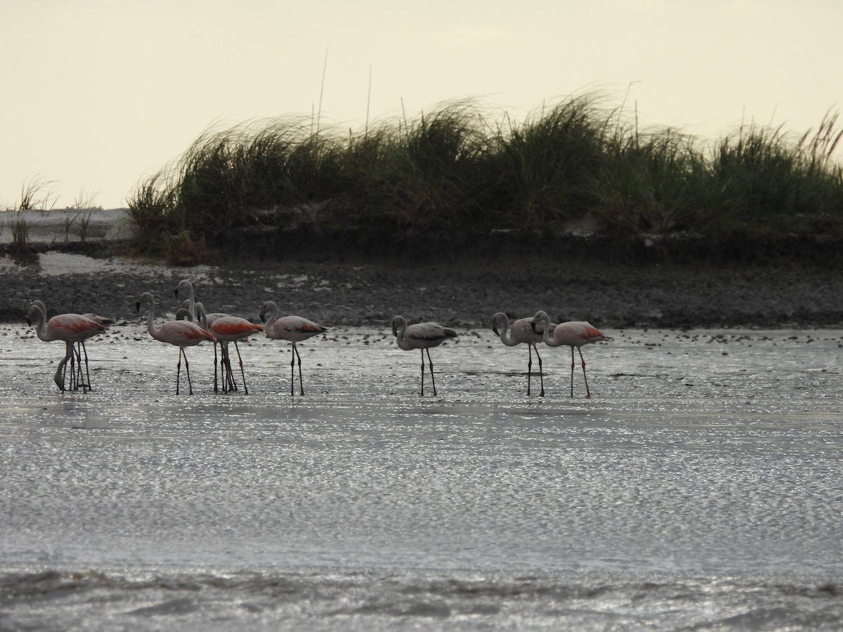 チリーフラミンゴ - ML646938888