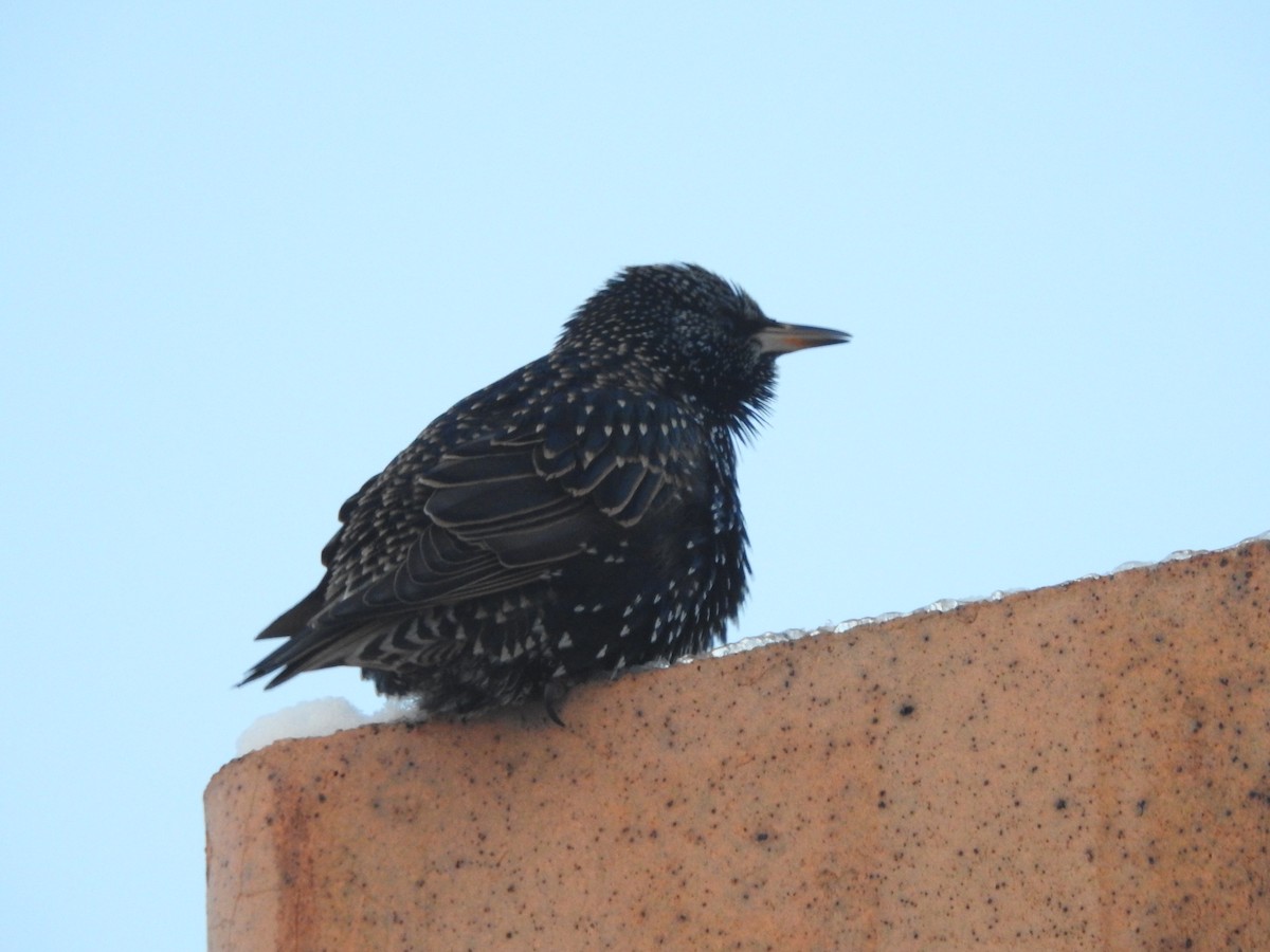 European Starling - ML646938889