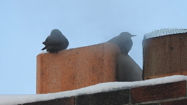 Обыкновенный скворец - ML646938891