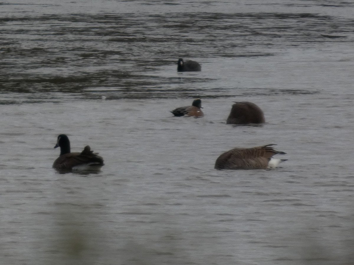 American Coot - ML646938892