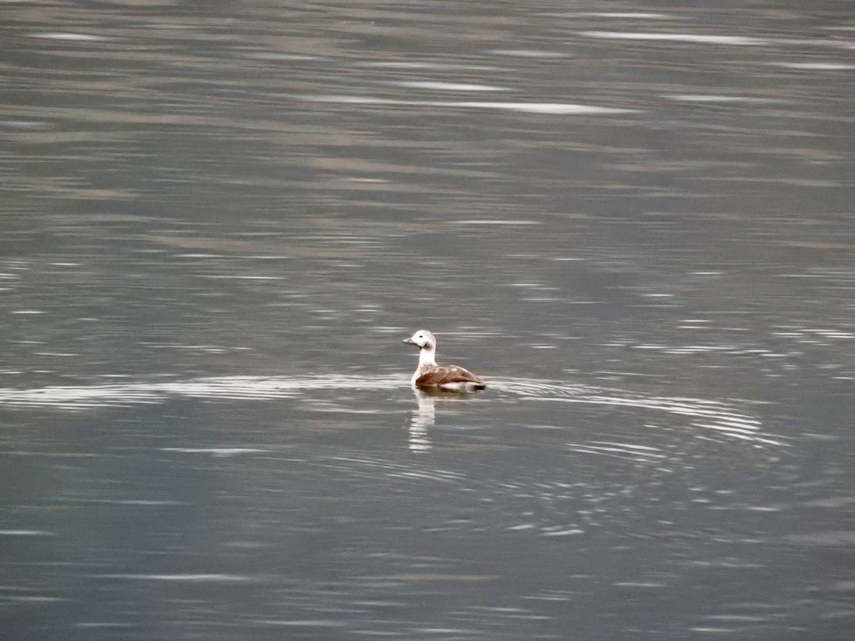 havelle - ML646938893