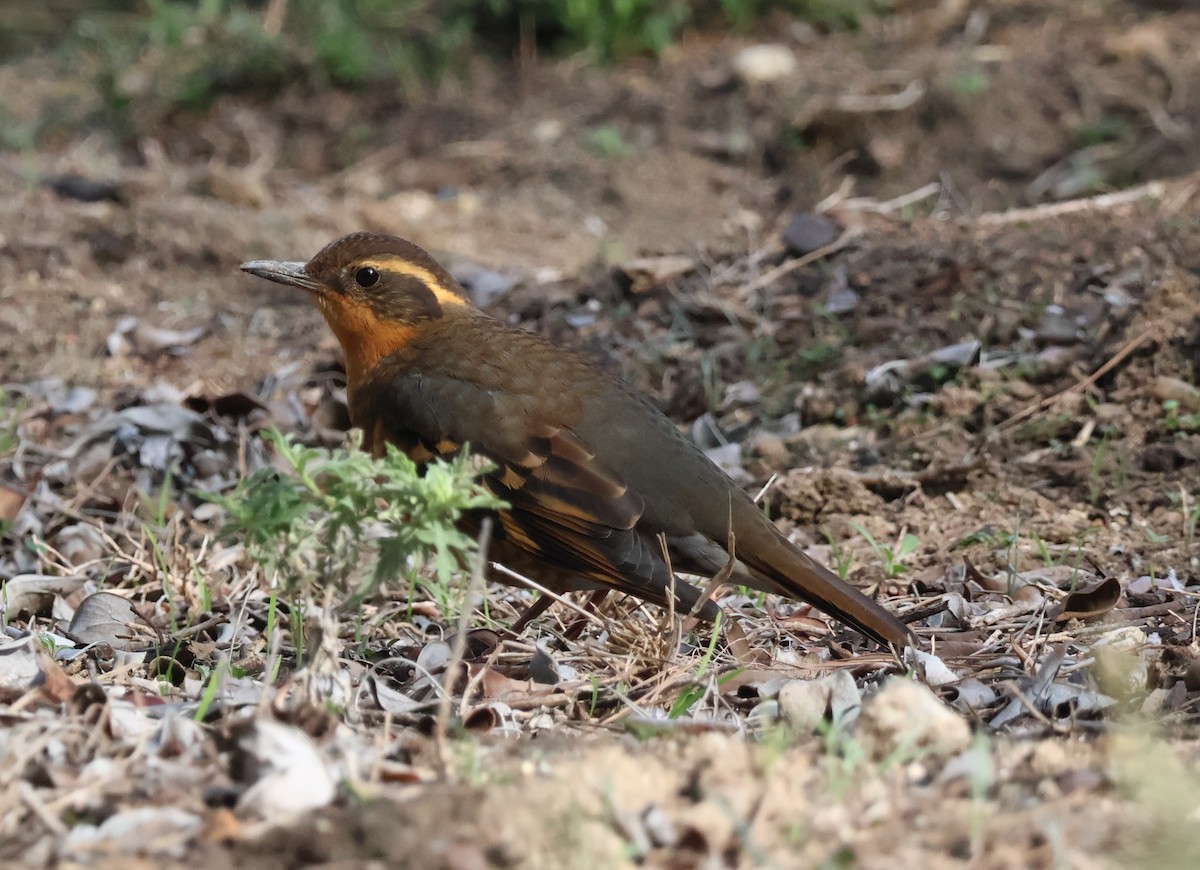 Turuncu Ardıç - ML646938894