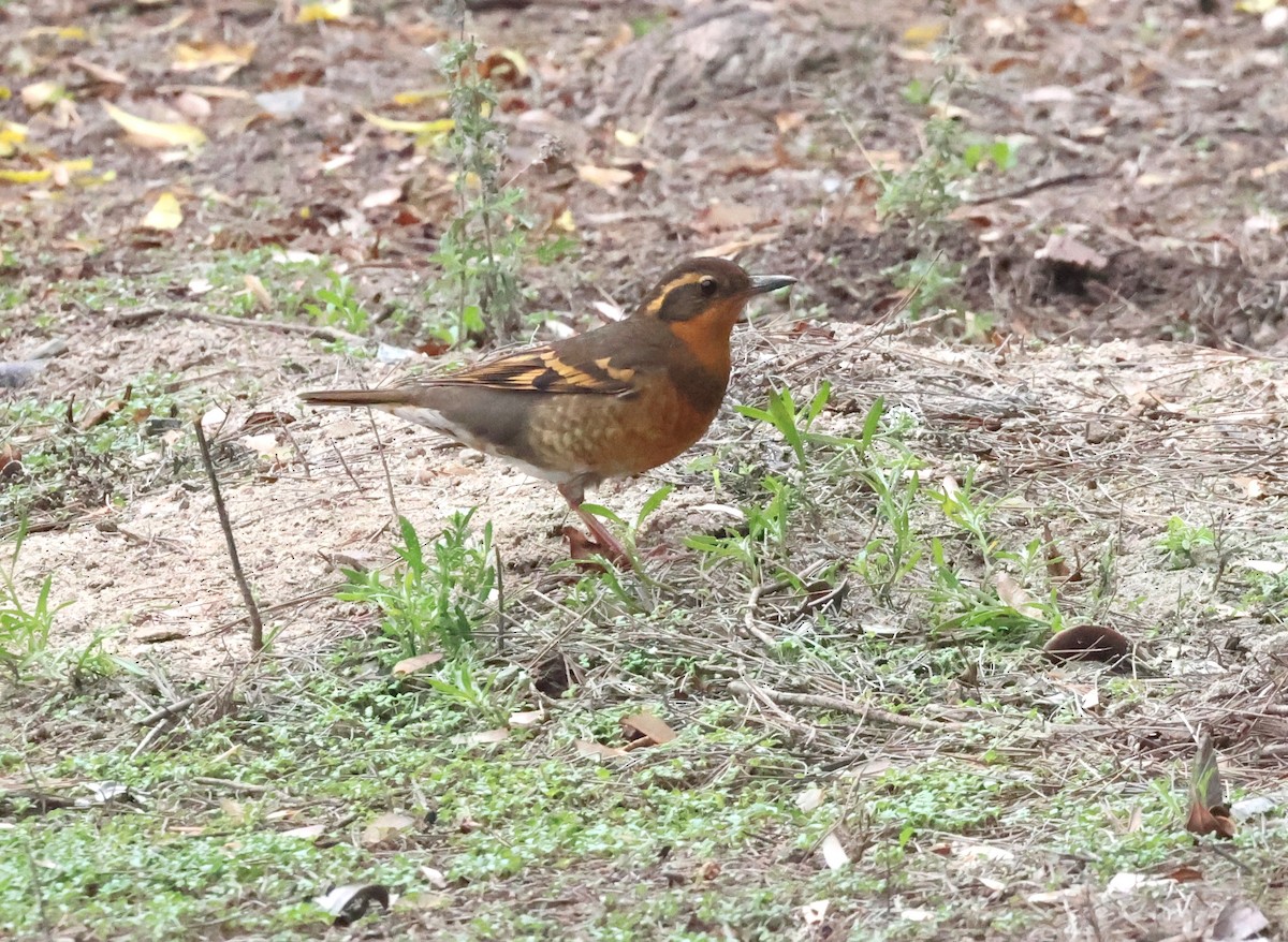 Turuncu Ardıç - ML646938895