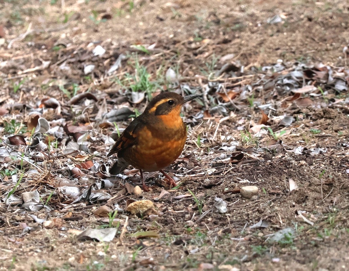 Turuncu Ardıç - ML646938896