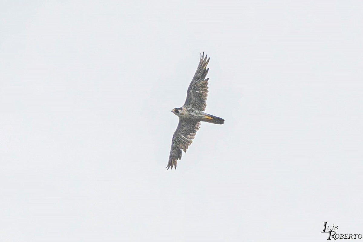 Peregrine Falcon - ML646938898