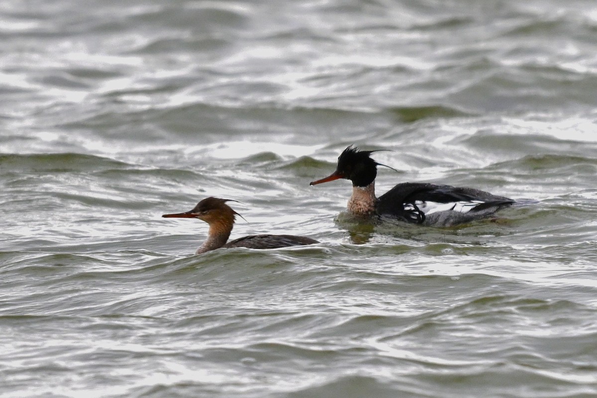 Zerra ertaina - ML646938899