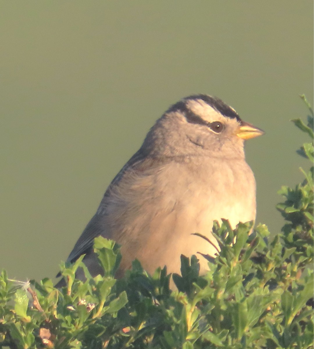 White-crowned Sparrow (Yellow-billed) - ML646938906