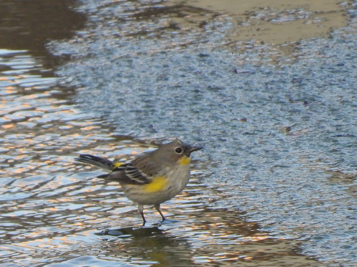 myrteparula - ML646938912