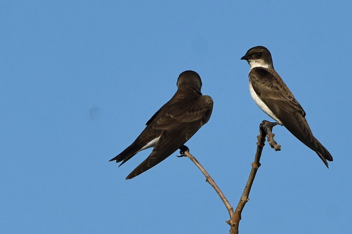 Brown-chested Martin - ML646938916