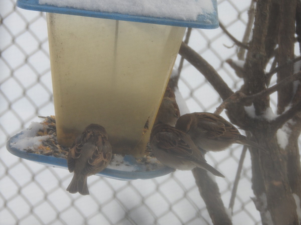 gråspurv - ML646938917