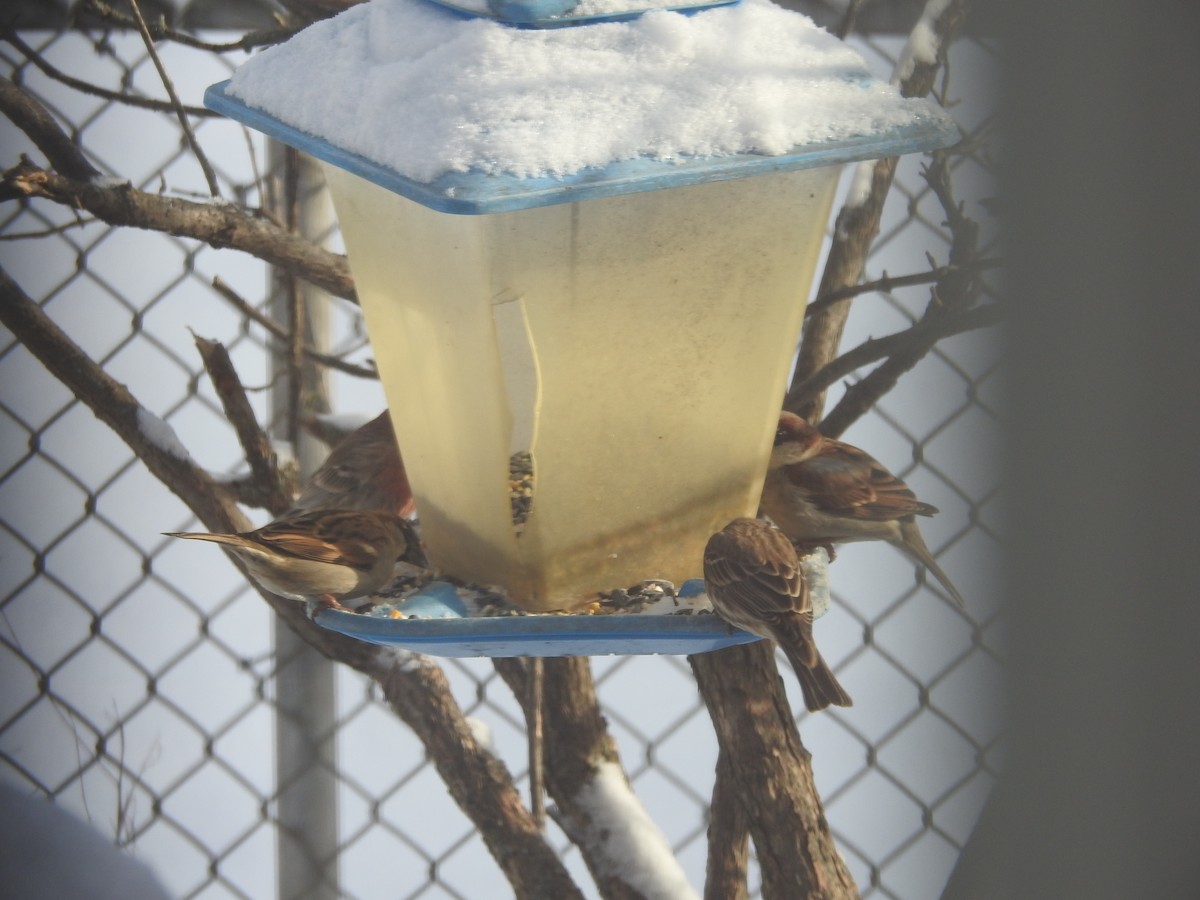 gråspurv - ML646938918