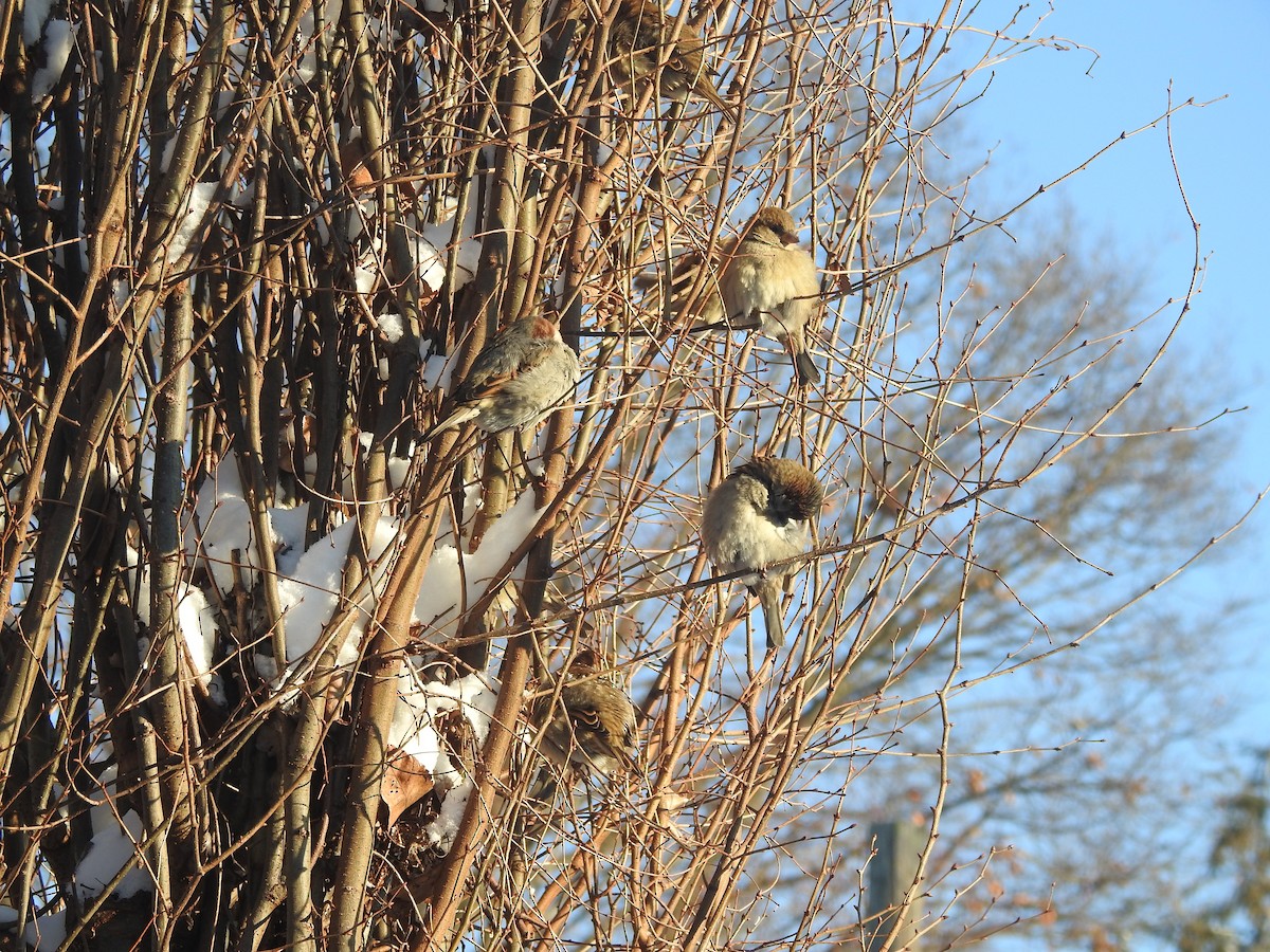 gråspurv - ML646938919