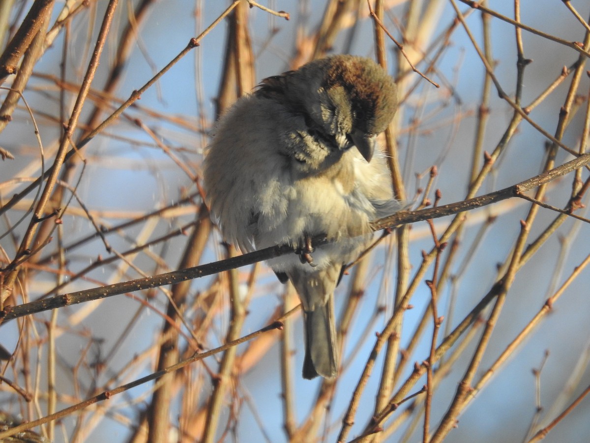 gråspurv - ML646938920