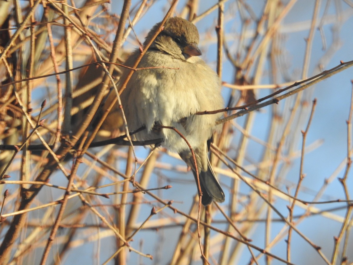 gråspurv - ML646938921