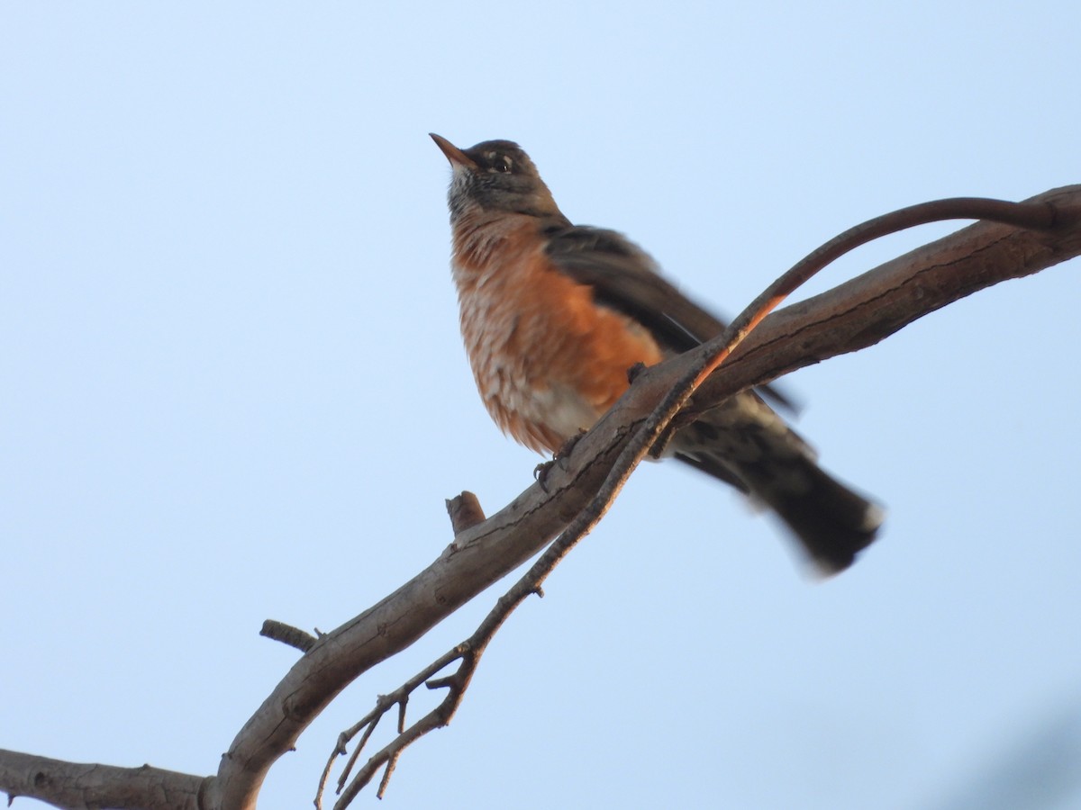 vandretrost - ML646938923