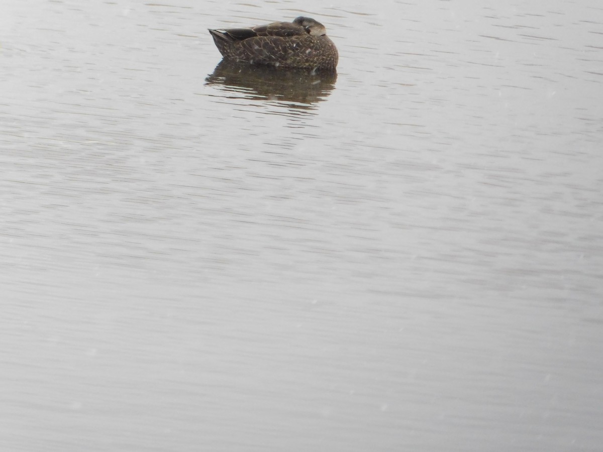 Ahate iluna - ML646938924