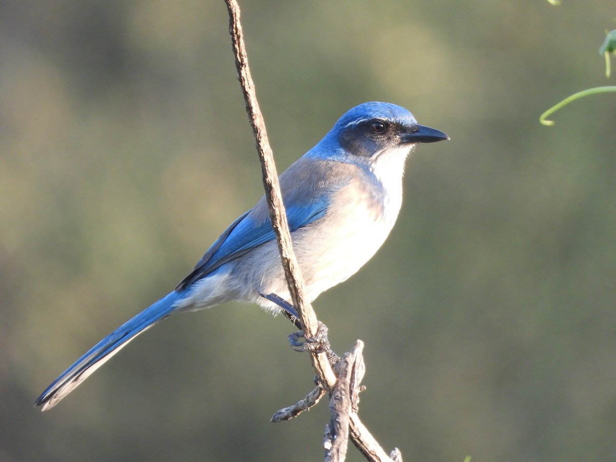 krattskrike - ML646938925