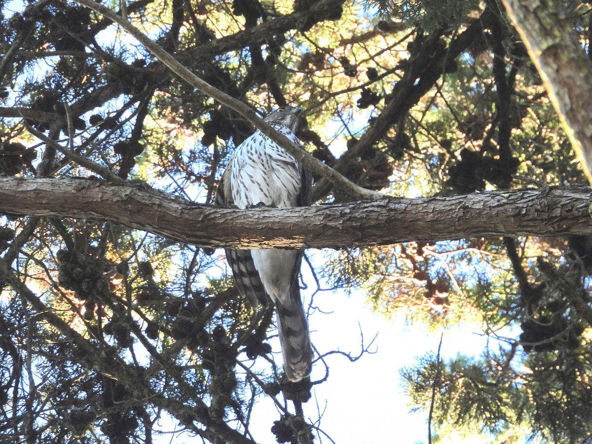 Cooper's Hawk - ML646938927