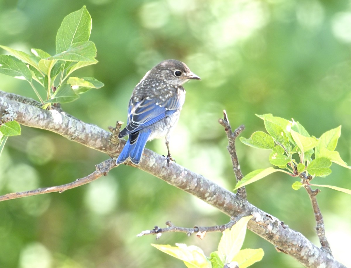 østblåfugl - ML646938928