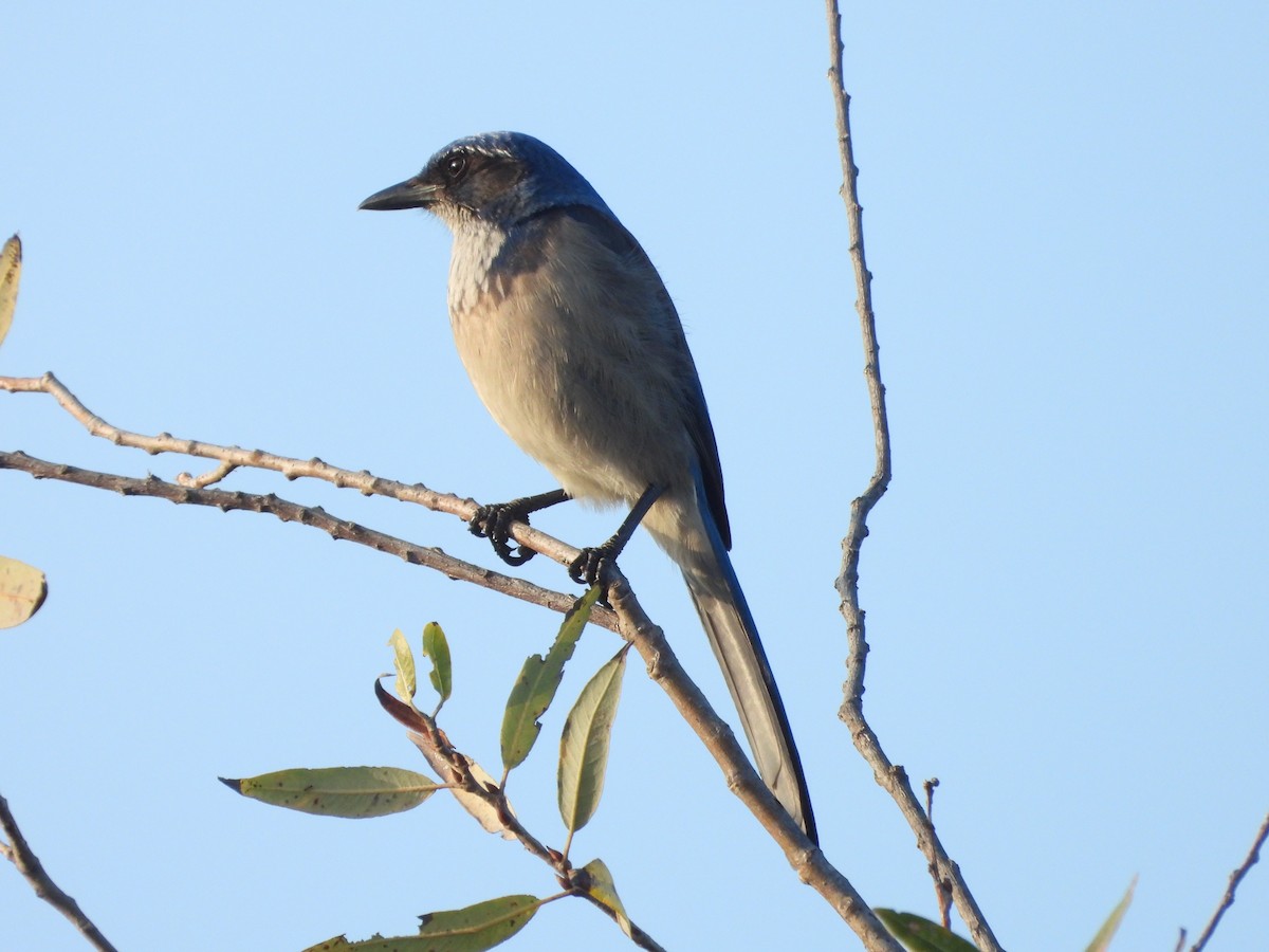 krattskrike - ML646938929