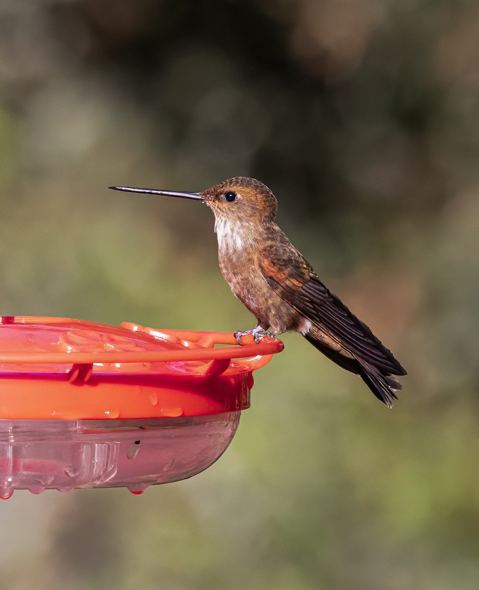 Bronzy Inca - ML646938931