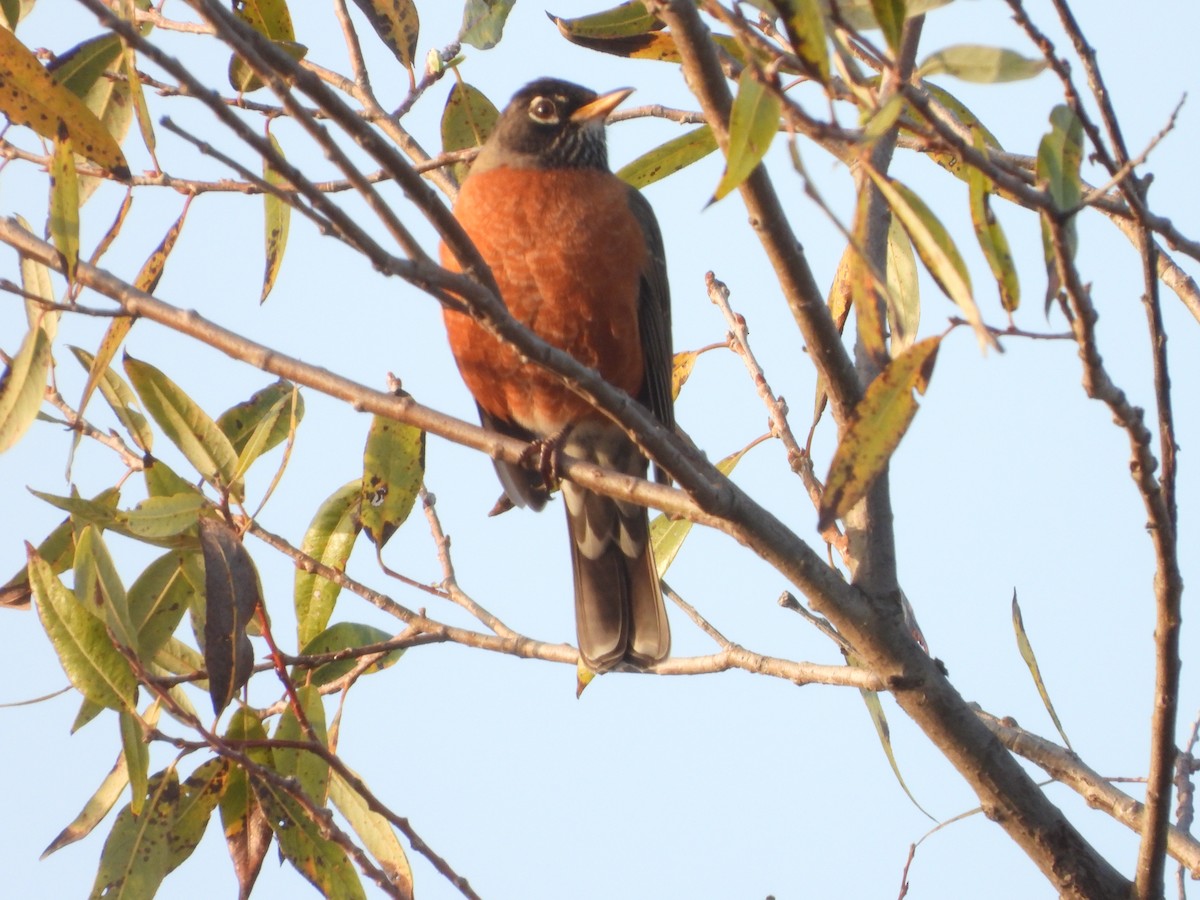 vandretrost - ML646938933