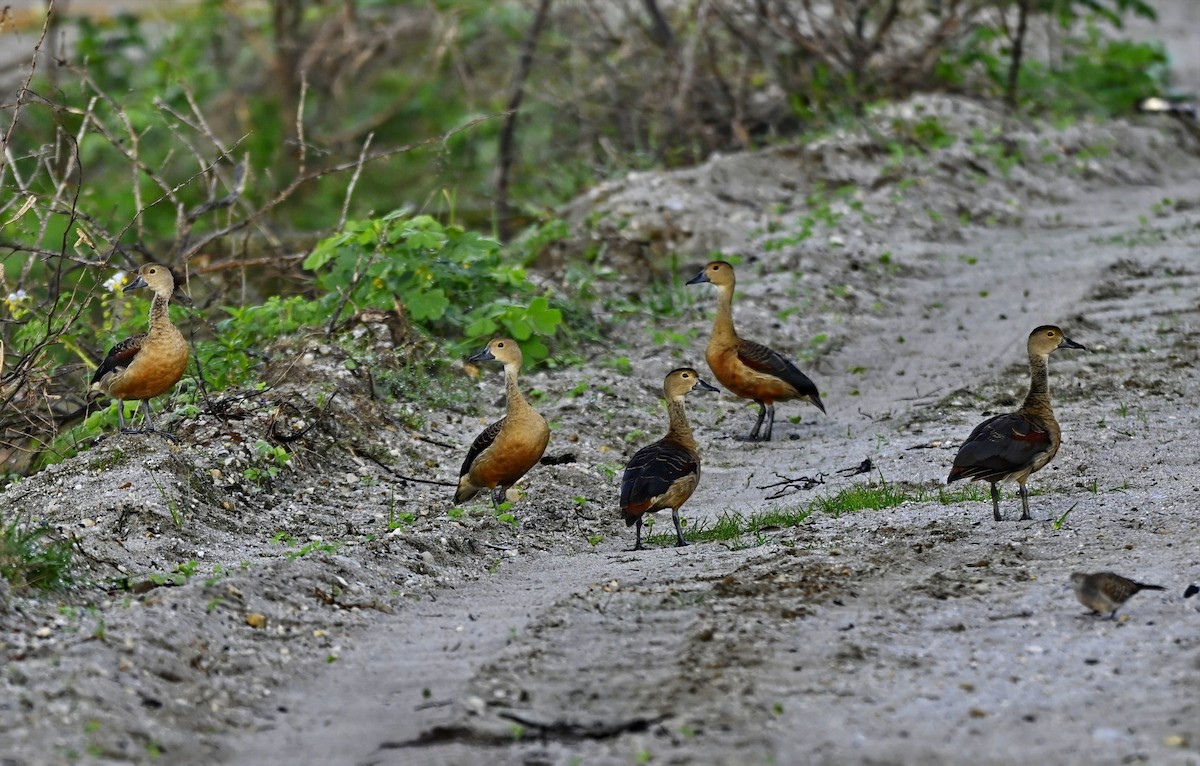 リュウキュウガモ - ML646938934