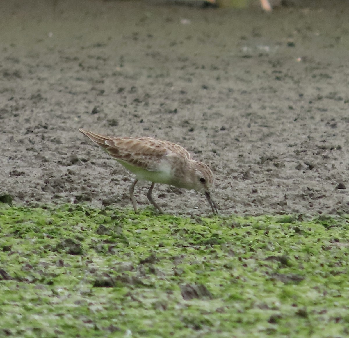 Least Sandpiper - ML646938935