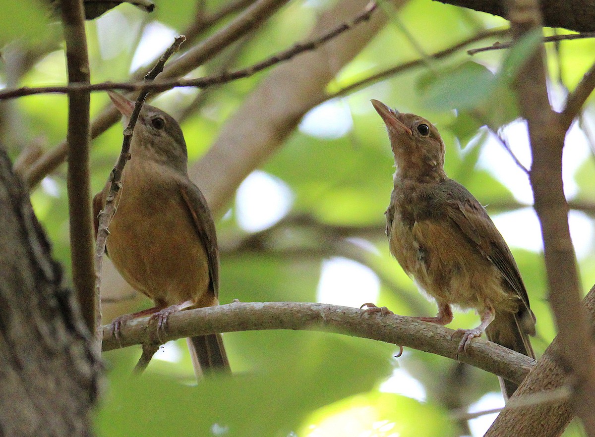 Little Shrikethrush (Rufous) - ML646938936