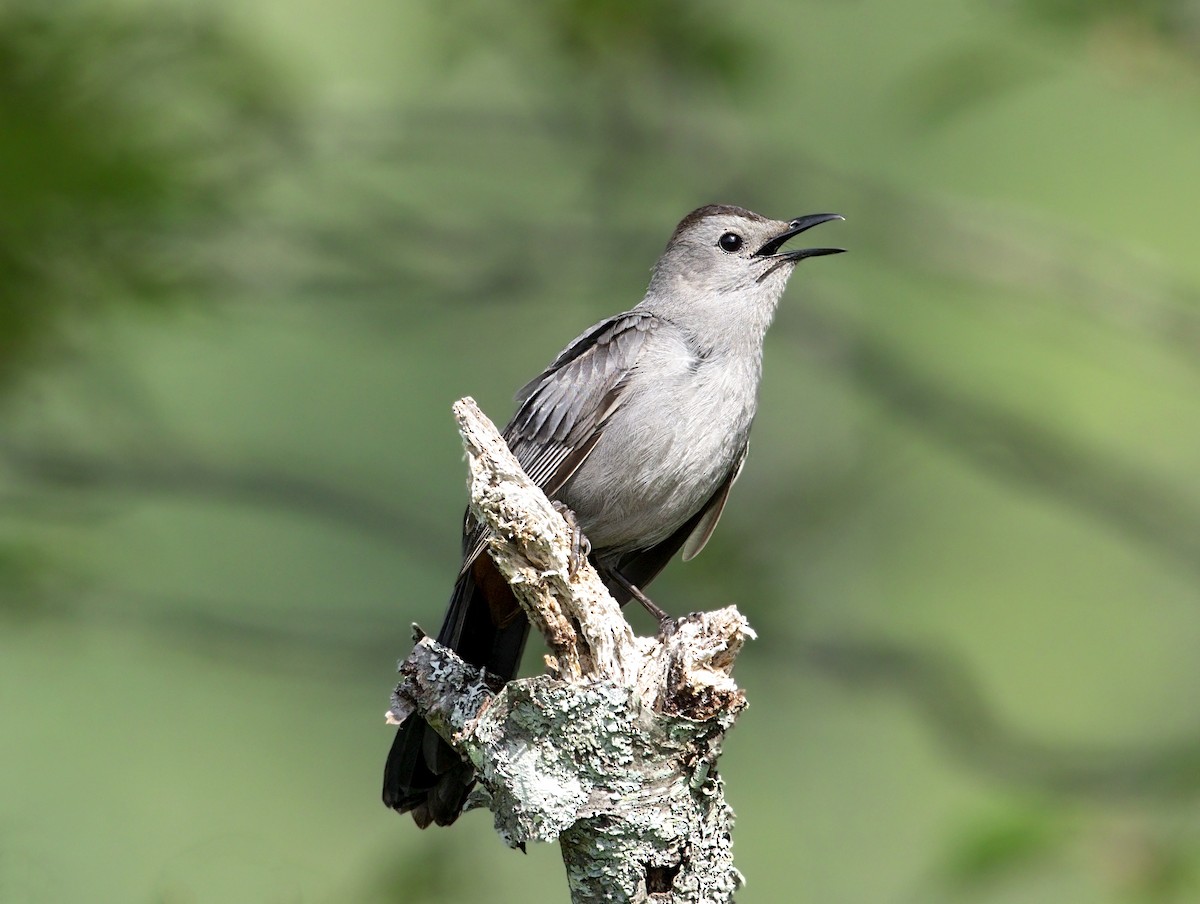 kattespottefugl - ML646938937