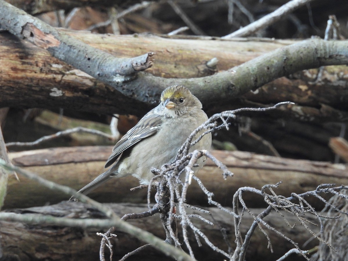 Golden-crowned Sparrow - ML646938939