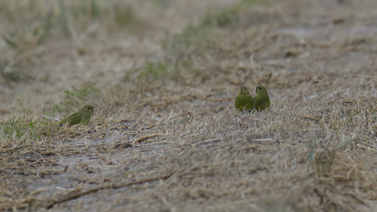 neoféma zdobená - ML646938940