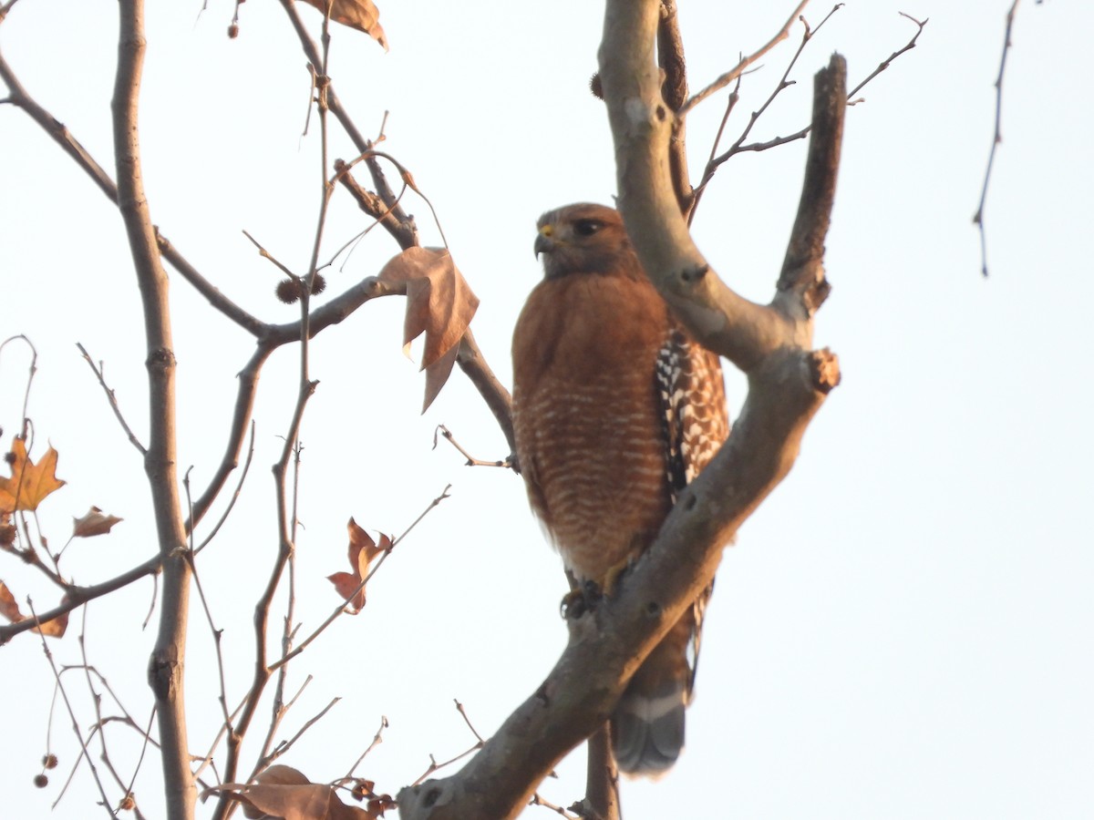 rødvingevåk - ML646938941