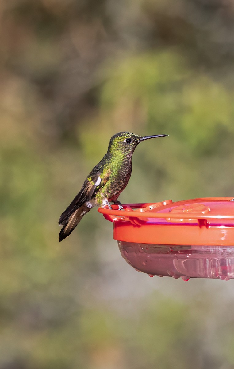 Fawn-breasted Brilliant - ML646938942