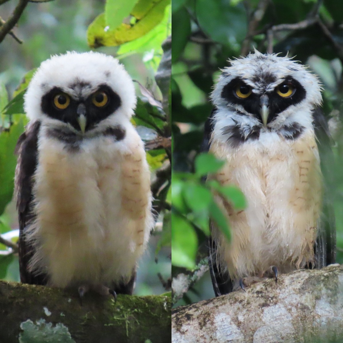 Spectacled Owl - ML646938943