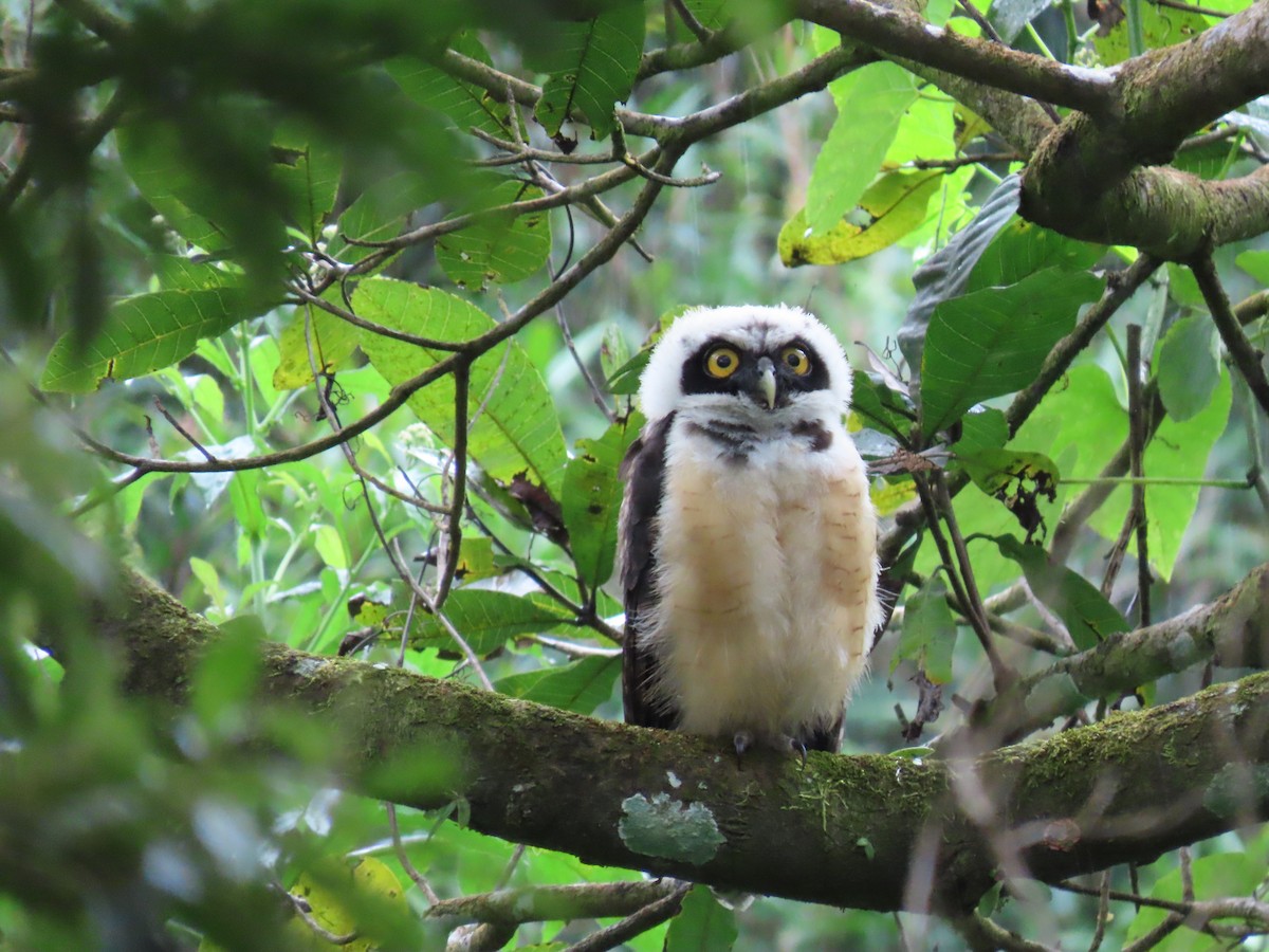 Spectacled Owl - ML646938944